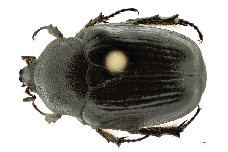 Anoplocheilus (Diplognathoides) werneri nt M D ZS PMax Scaled.jpeg