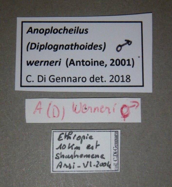 Anoplocheilus (Diplognathoides) werneri nt M Lb.jpg