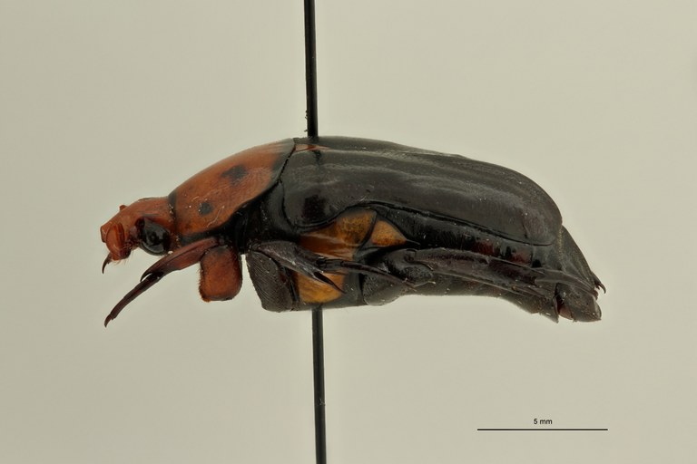 Campsiura nigripennis sumatrana pt L ZS PMax Scaled.jpeg