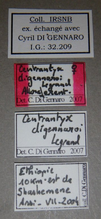 Centrantyx (Nigrocentrantyx) digennaroi at Lb.jpg