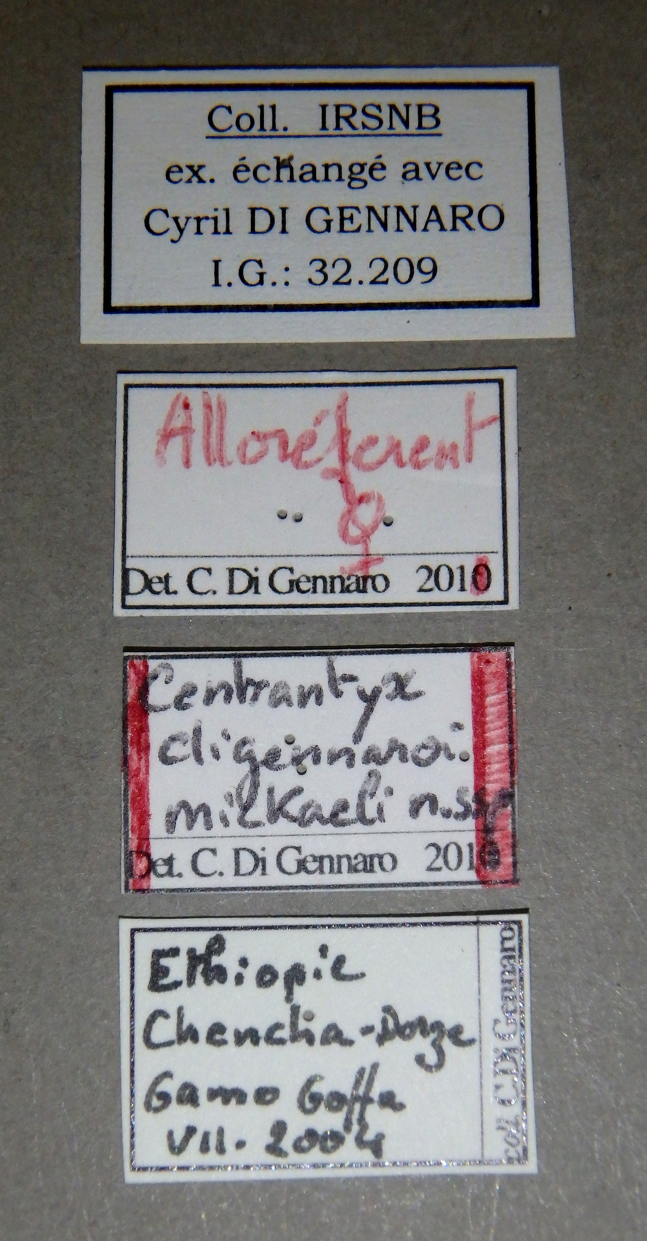 Centrantyx (Nigrocentrantyx) digennaroi mickaeli at Lb.jpg