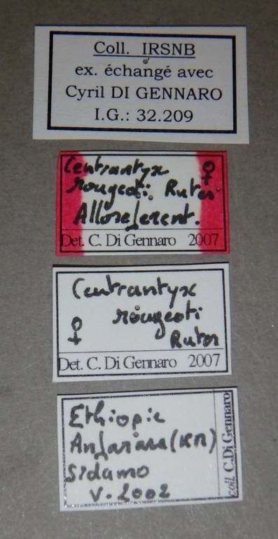 Centrantyx (Nigrocentrantyx) rougeoti rougeoti at Lb.jpg