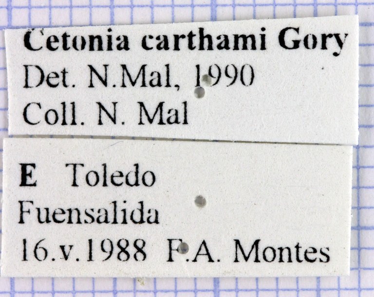 Cetonia carthami label 28326.jpg