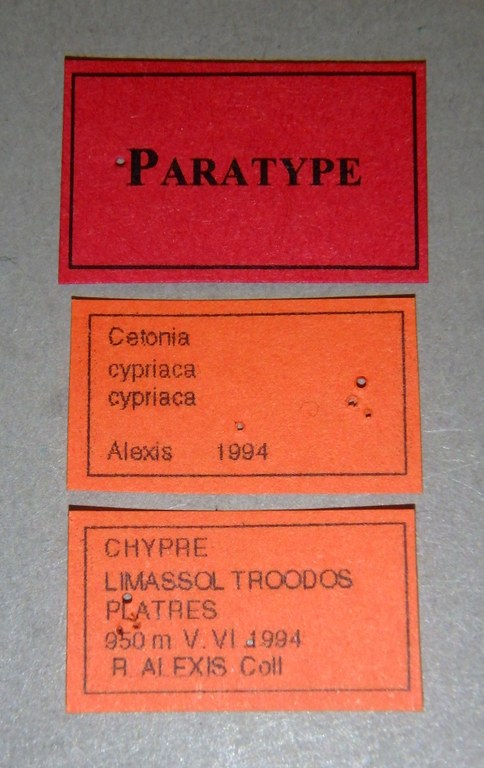 Cetonia cypriaca cypriaca pt Lb.jpg