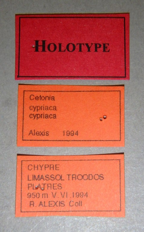 Cetonia cypriaca cypriaca ht Lb.jpg