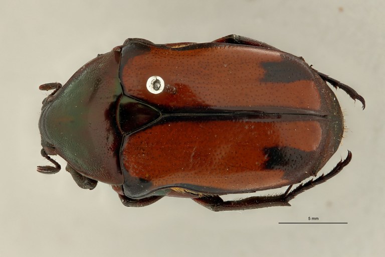 Chondrorrhina (Plaesiorhinella) murphyi pt D.jpg