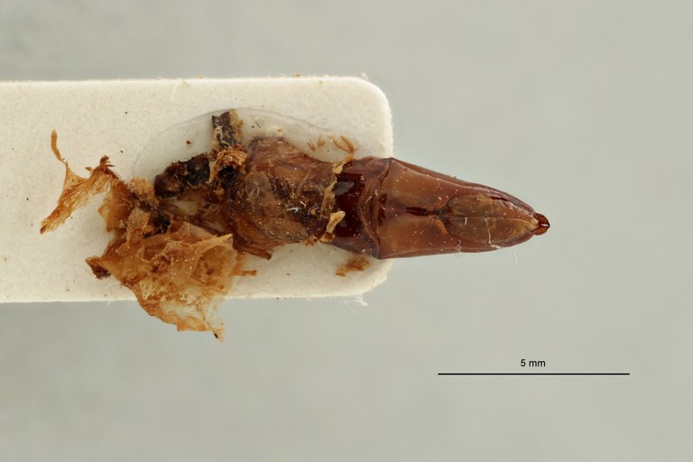 Chondrorrhina (Plaesiorhinella) murphyi pt Genitalia D.jpg
