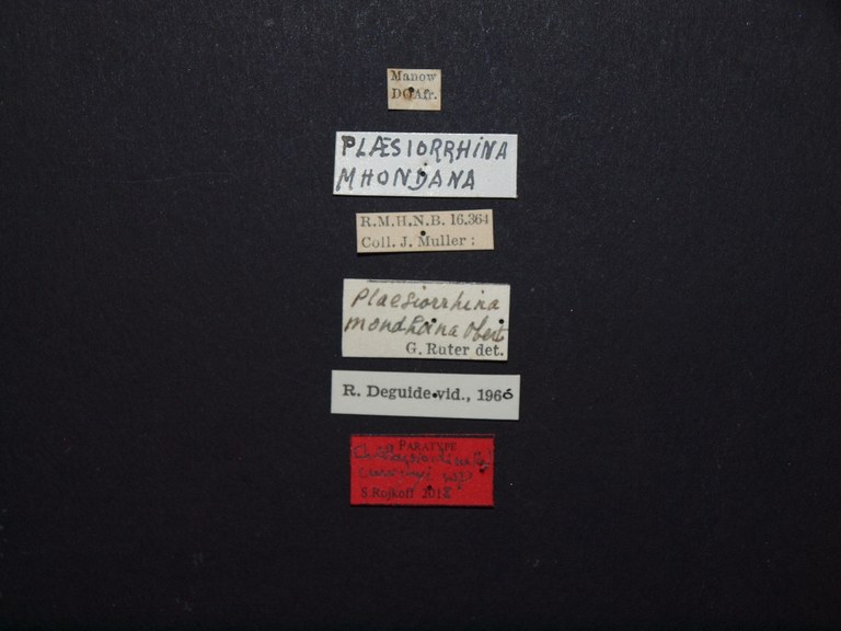 Chondrorrhina (Plaesiorhinella) murphyi pt Labels.JPG