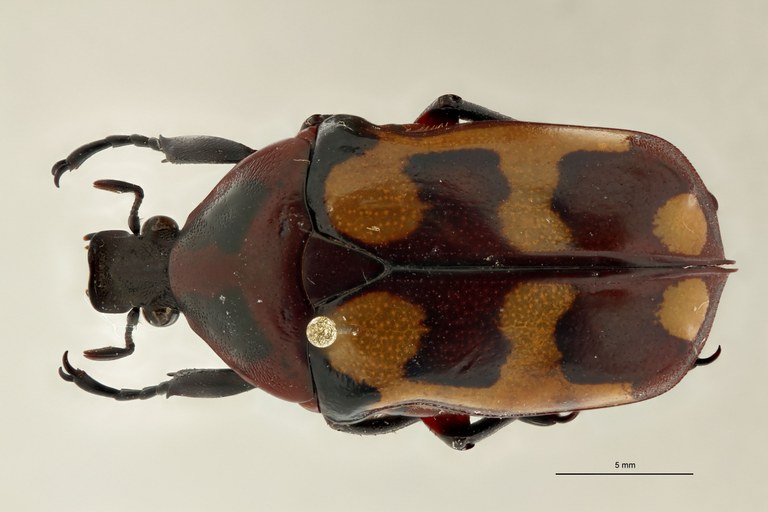 Chondrorrhina (Plaesiorrhinella) bonnardi ht D.jpg