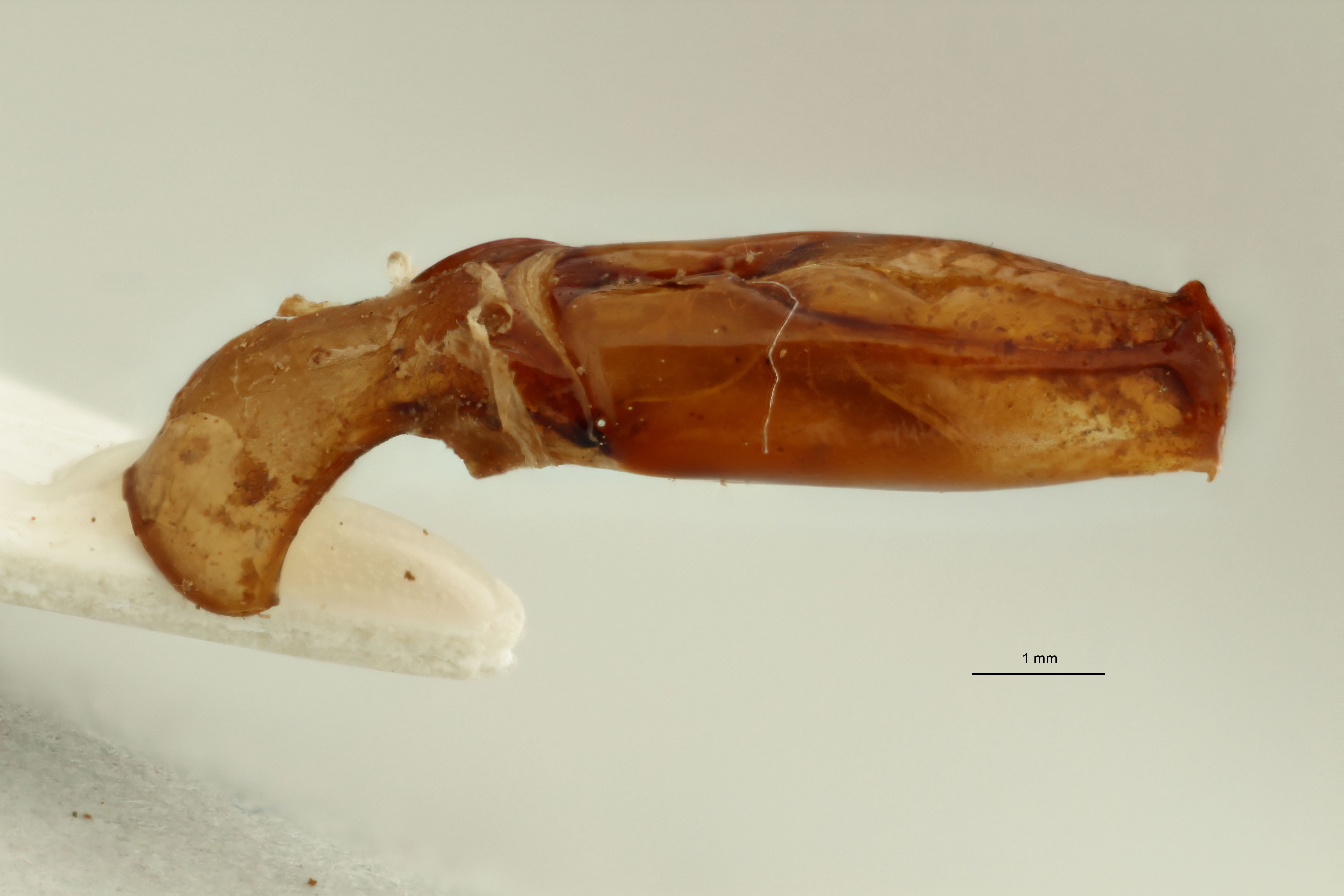 Chondrorrhina (Plaesiorrhinella) bonnardi ht Genitalia L.jpg