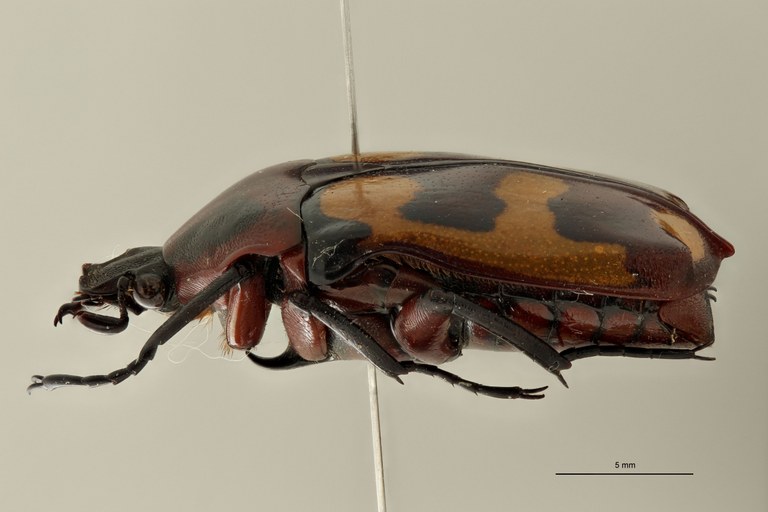 Chondrorrhina (Plaesiorrhinella) bonnardi ht L.jpg