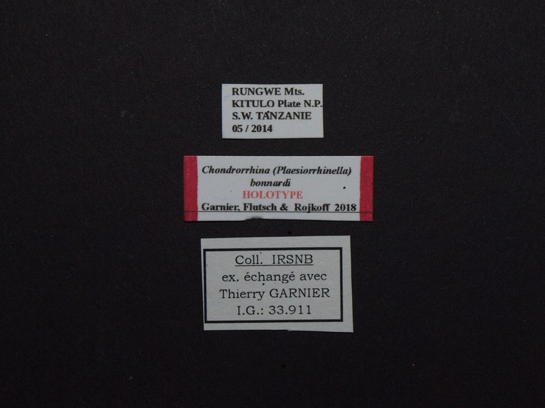Chondrorrhina (Plaesiorrhinella) bonnardi ht Labels.JPG