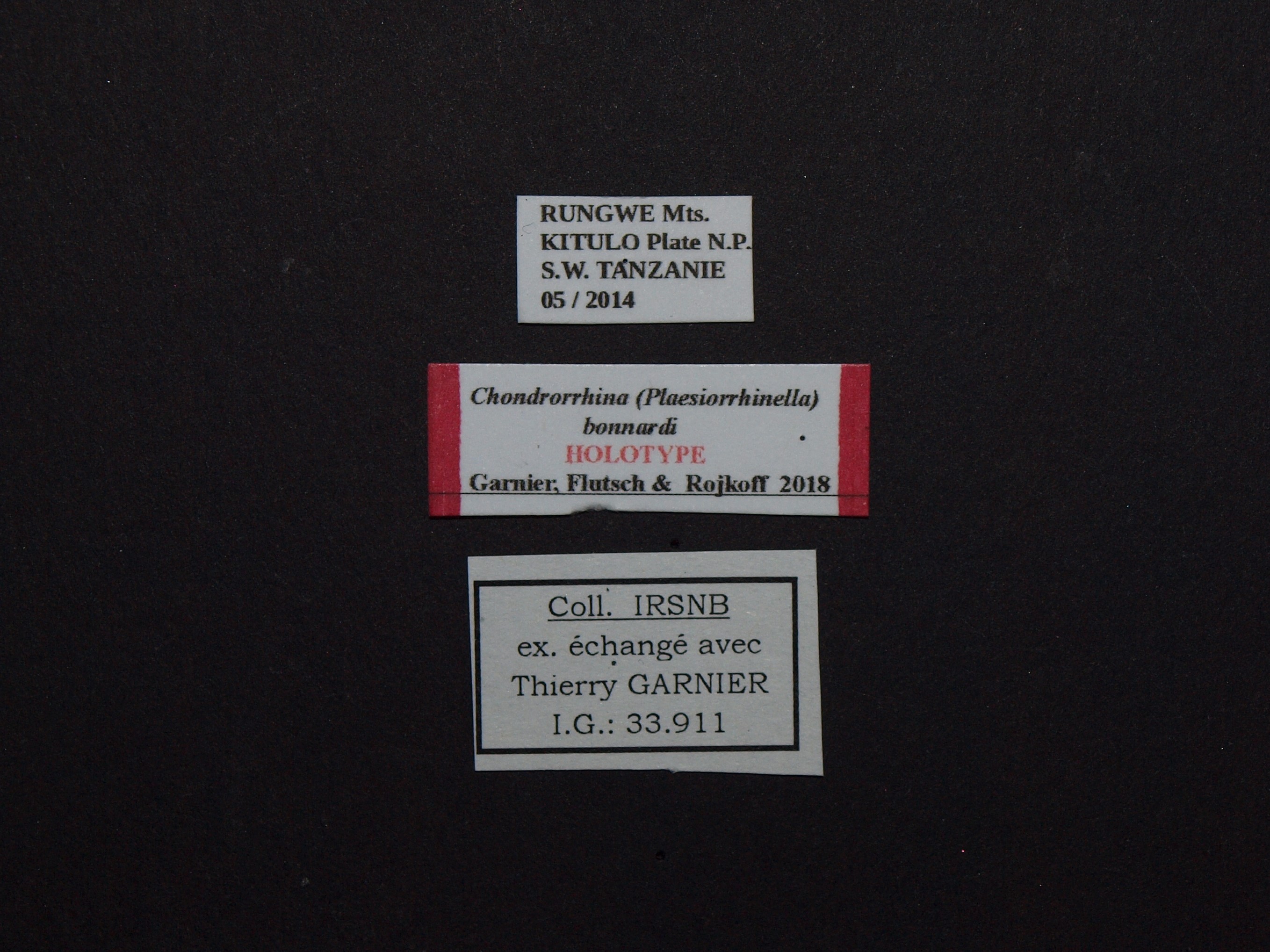 Chondrorrhina (Plaesiorrhinella) bonnardi ht Labels.JPG