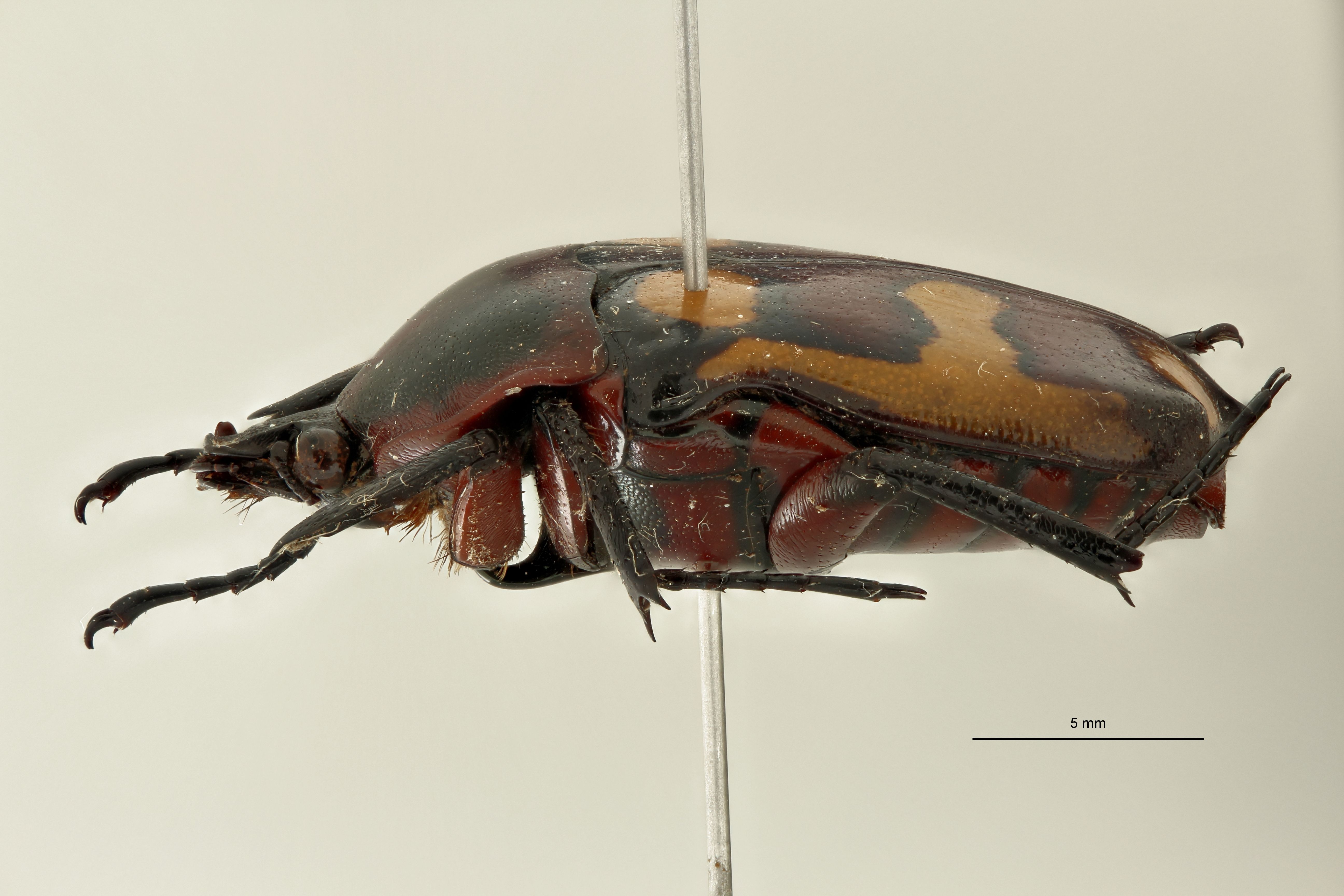 Chondrorrhina (Plaesiorrhinella) bonnardi al L.jpg