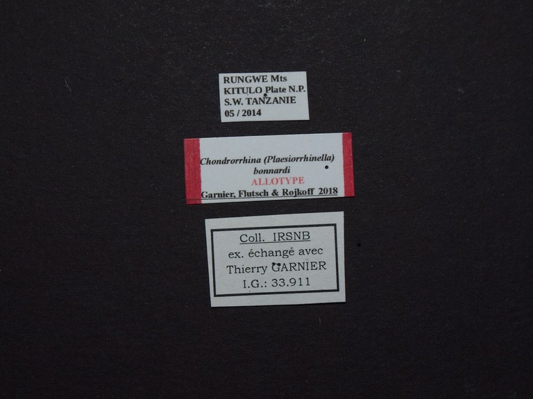 Chondrorrhina (Plaesiorrhinella) bonnardi al Labels.JPG