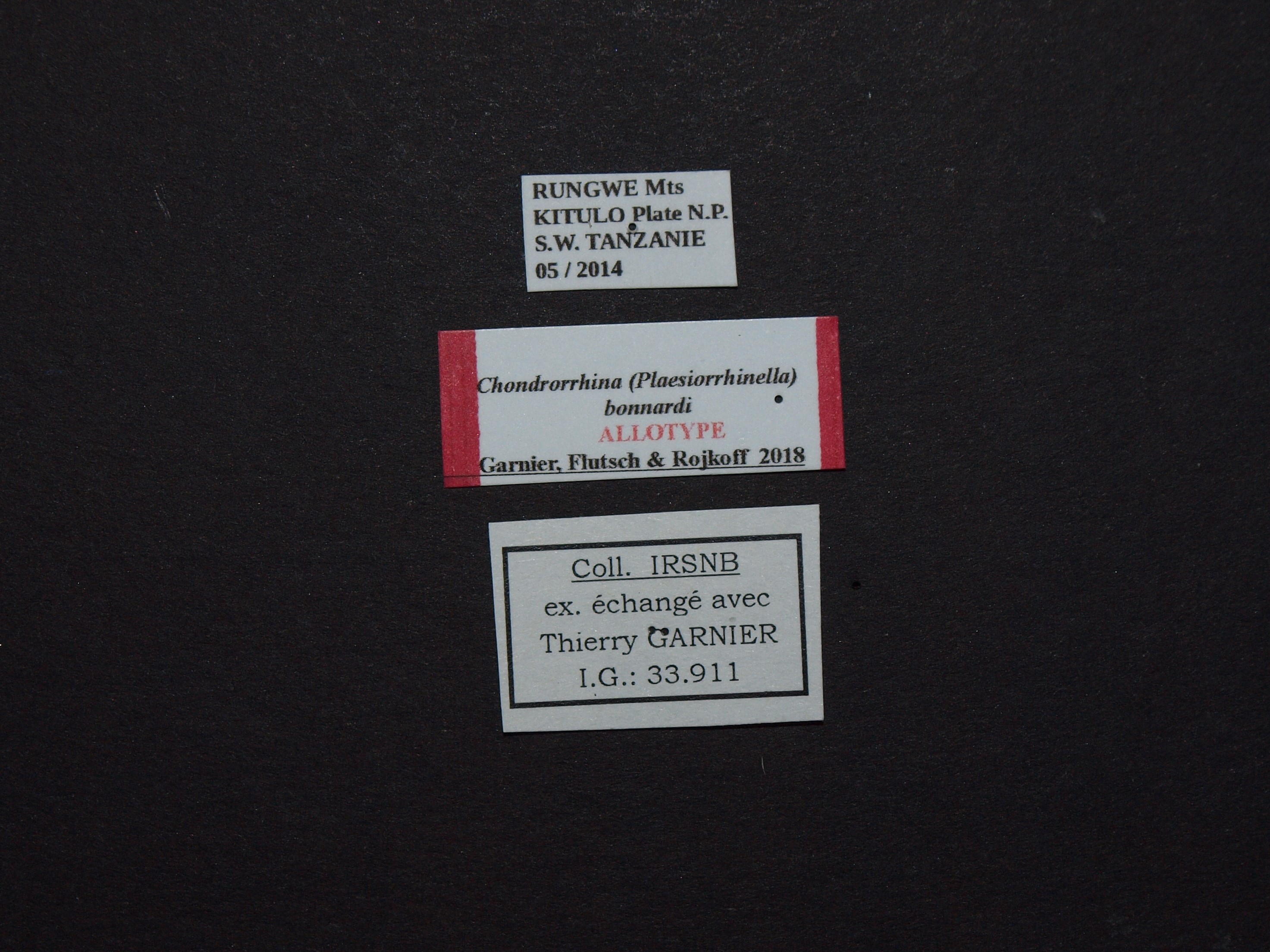 Chondrorrhina (Plaesiorrhinella) bonnardi al Labels.JPG