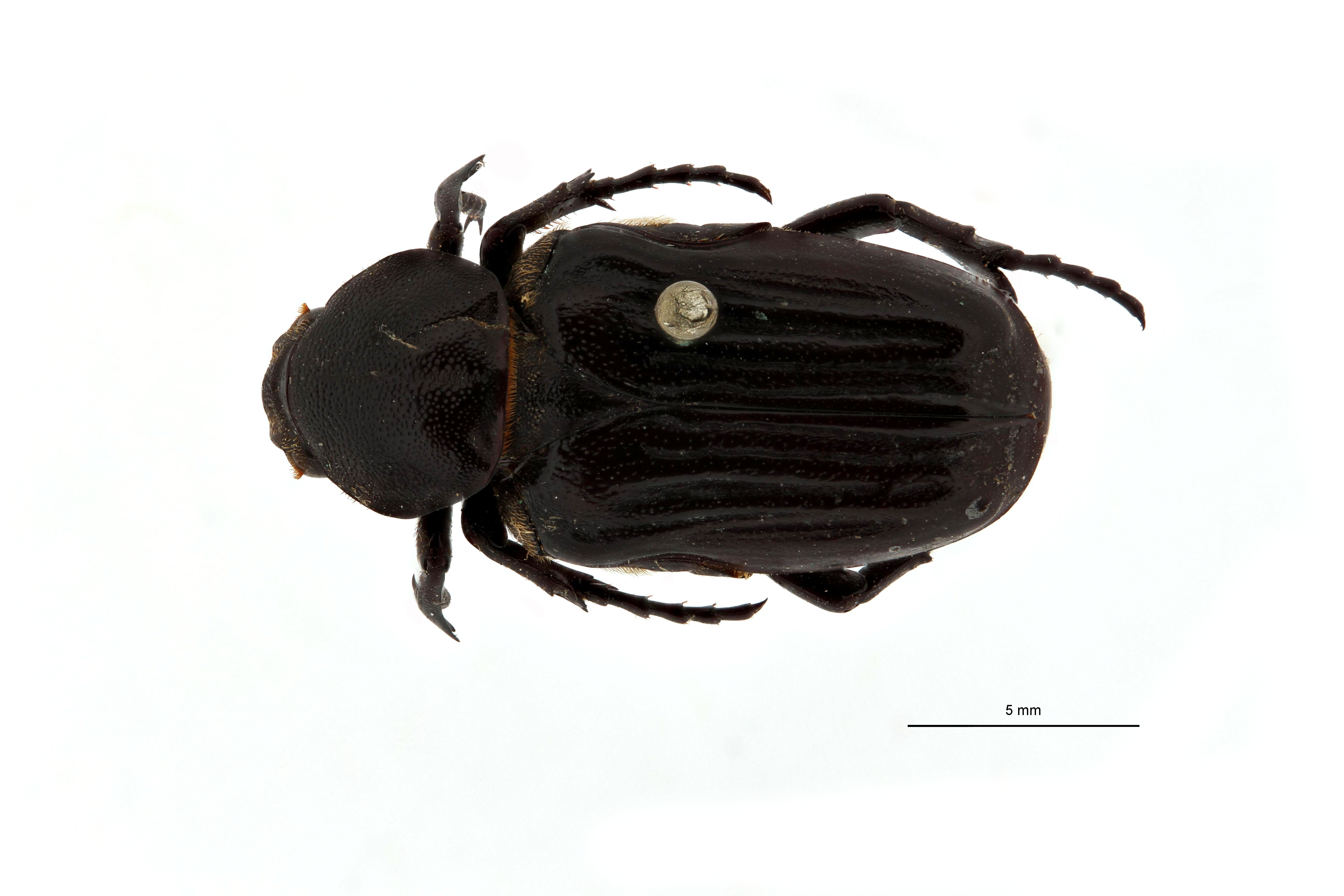 Coenochilus leopoldi t D.jpg