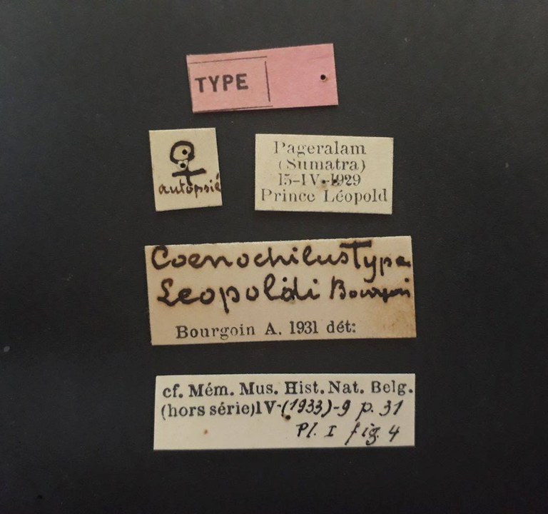 Coenochilus leopoldi t.JPG