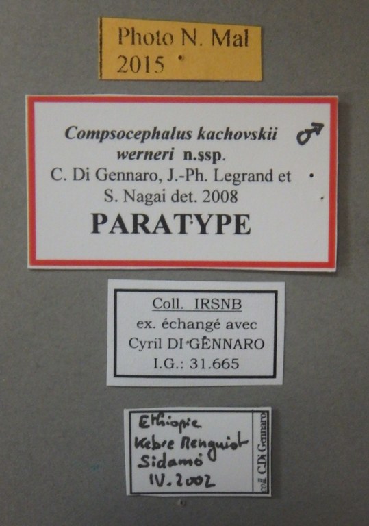 Compsocephalus kachovskii werneri pt Lb.jpg