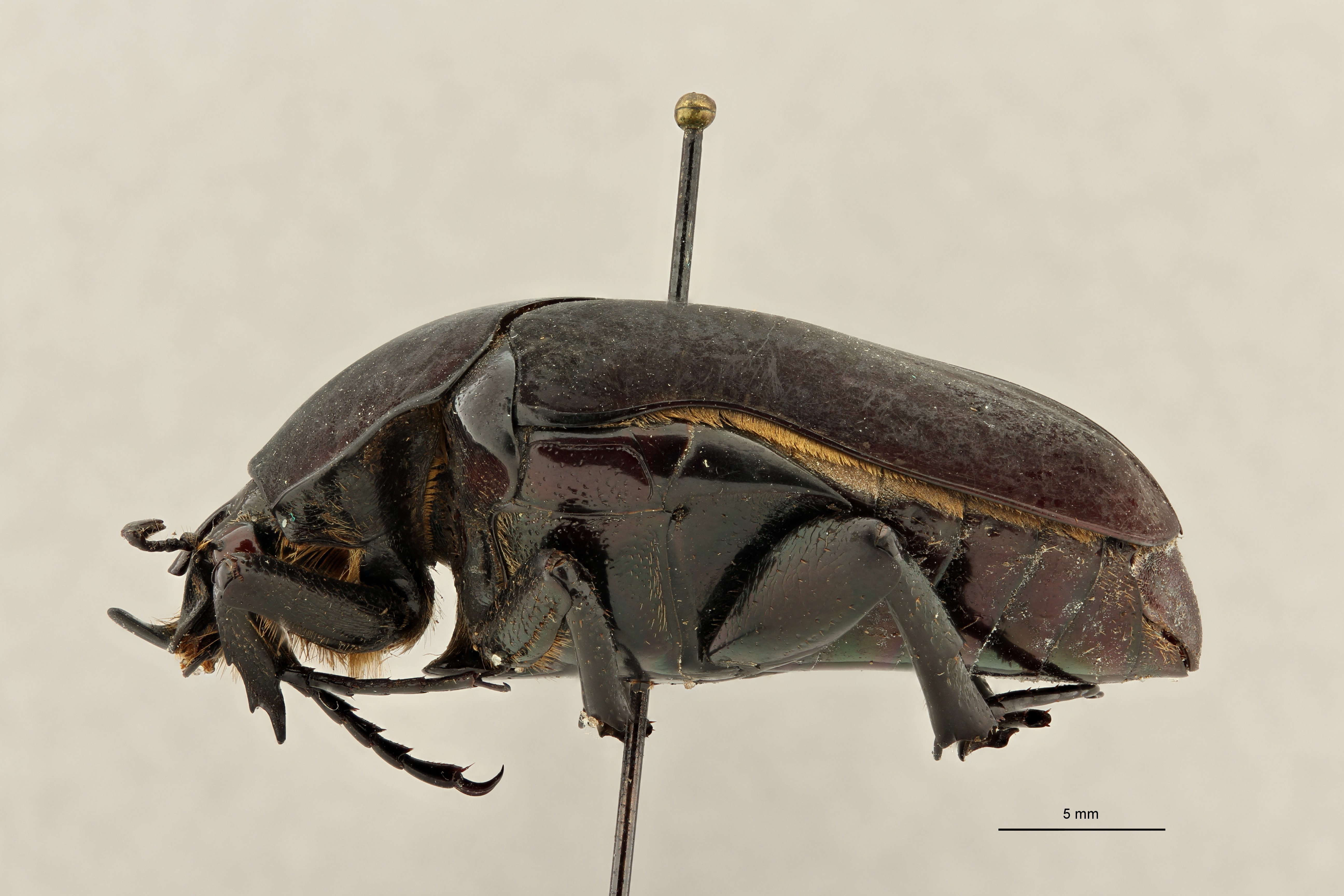 Cotinis mutabilis guatemalensis form aterrima ht L ZS PMax Scaled.jpeg