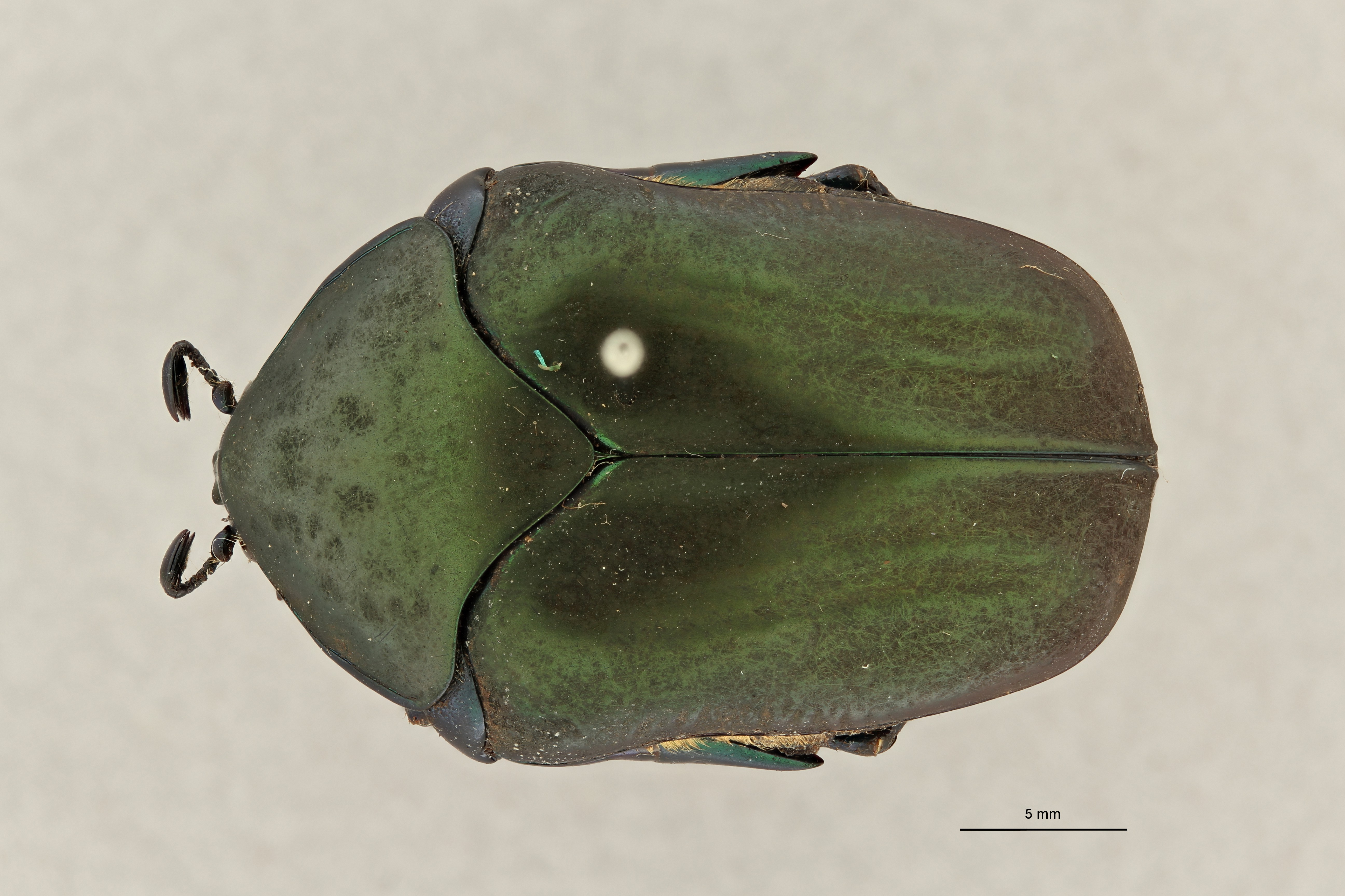 Cotinis mutabilis guatemalensis pt D ZS PMax Scaled.jpeg