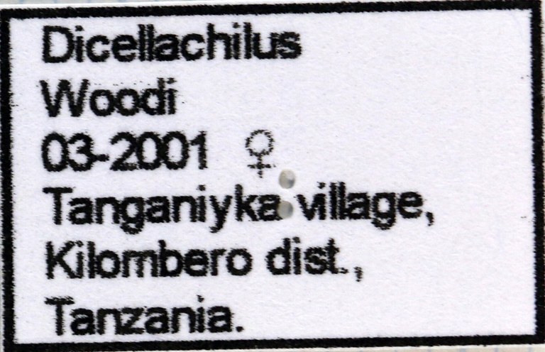 Dicellachilus woodi label 65997.jpg