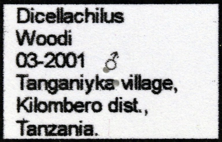 Dicellachilus woodi label 65997.jpg