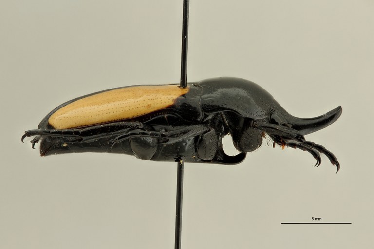 Dicheros bicornis nagaiisakaiique pt L ZS PMax Scaled.jpeg