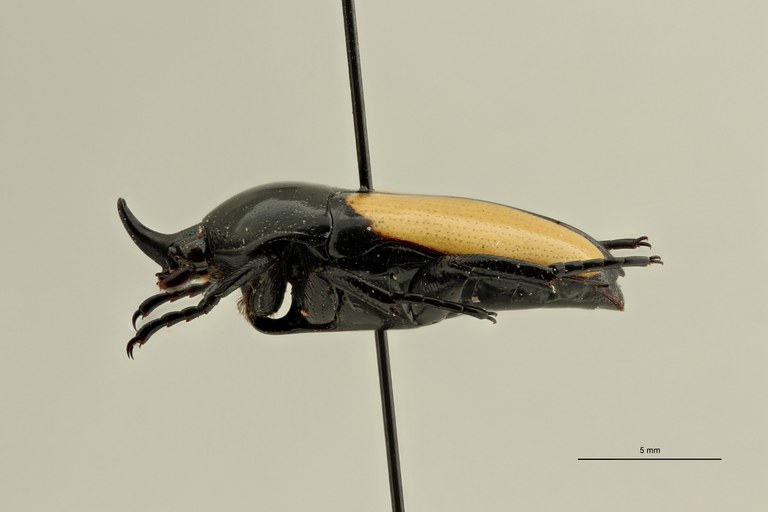 Dicheros bicornis nagaiisakaiique pt L ZS PMax Scaled.jpeg