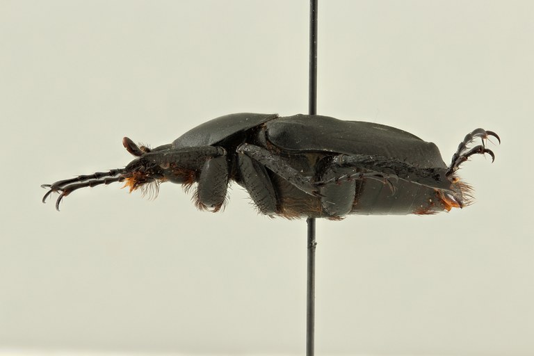 Dicronocephalus adamsi ssp. drumonti pt L ZS PMax.jpg