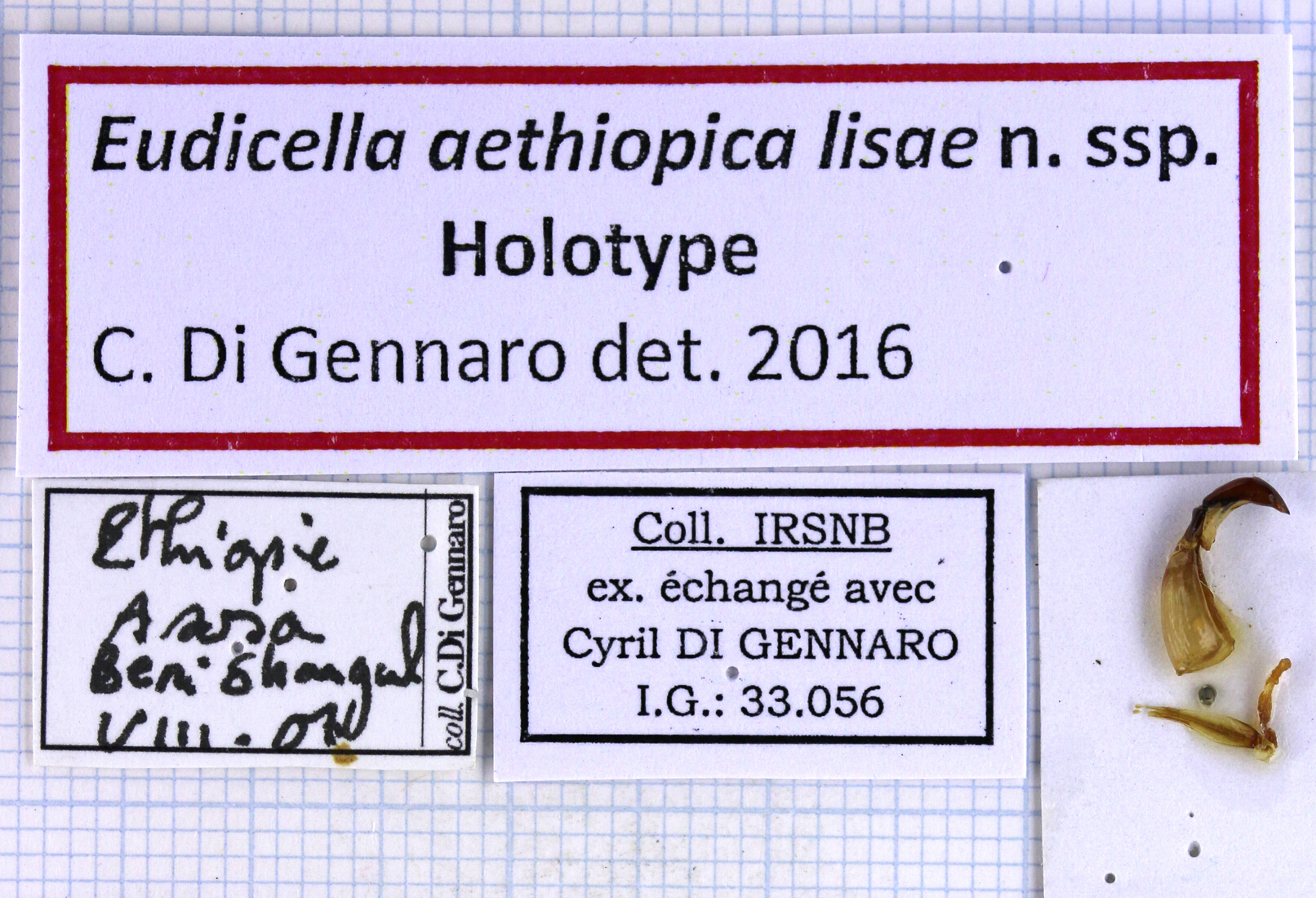 Eudicella aethiopica lisae label 49932.jpg