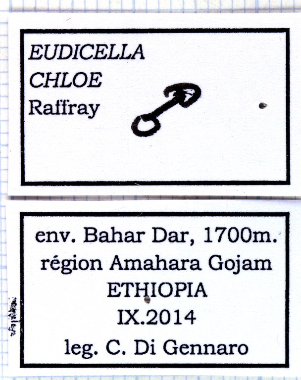 Eudicella chloe 49789.jpg