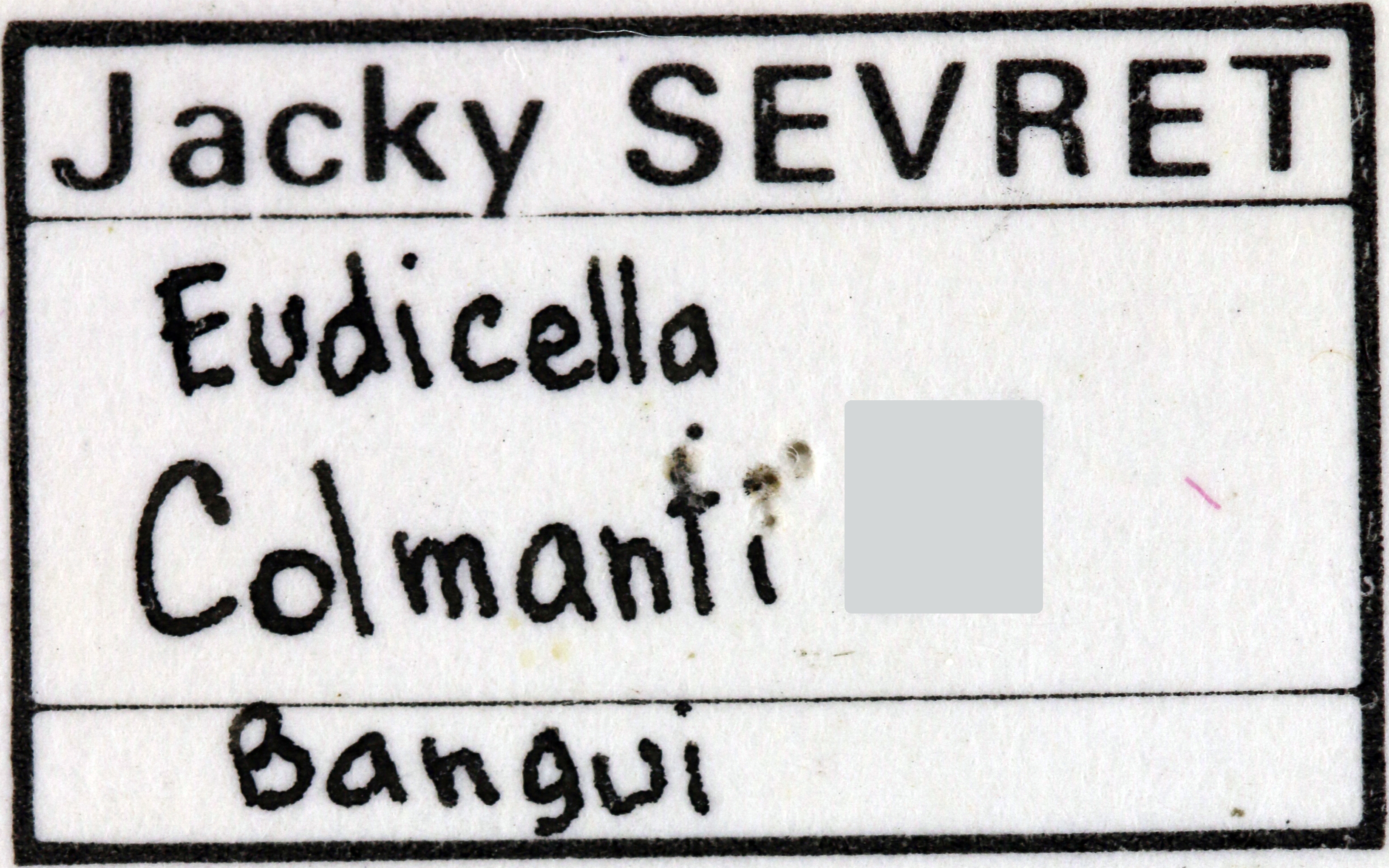 Eudicella colmanti label.jpg