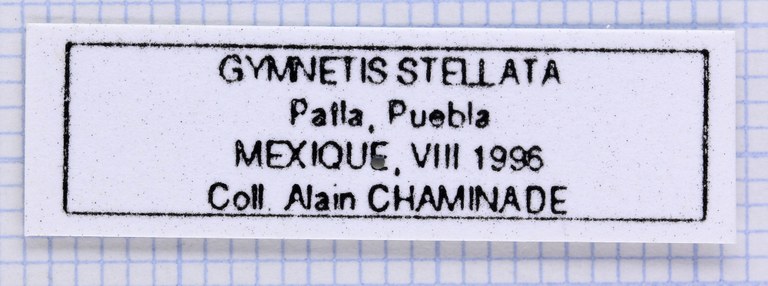 Gymnetosoma stellata 25086.jpg