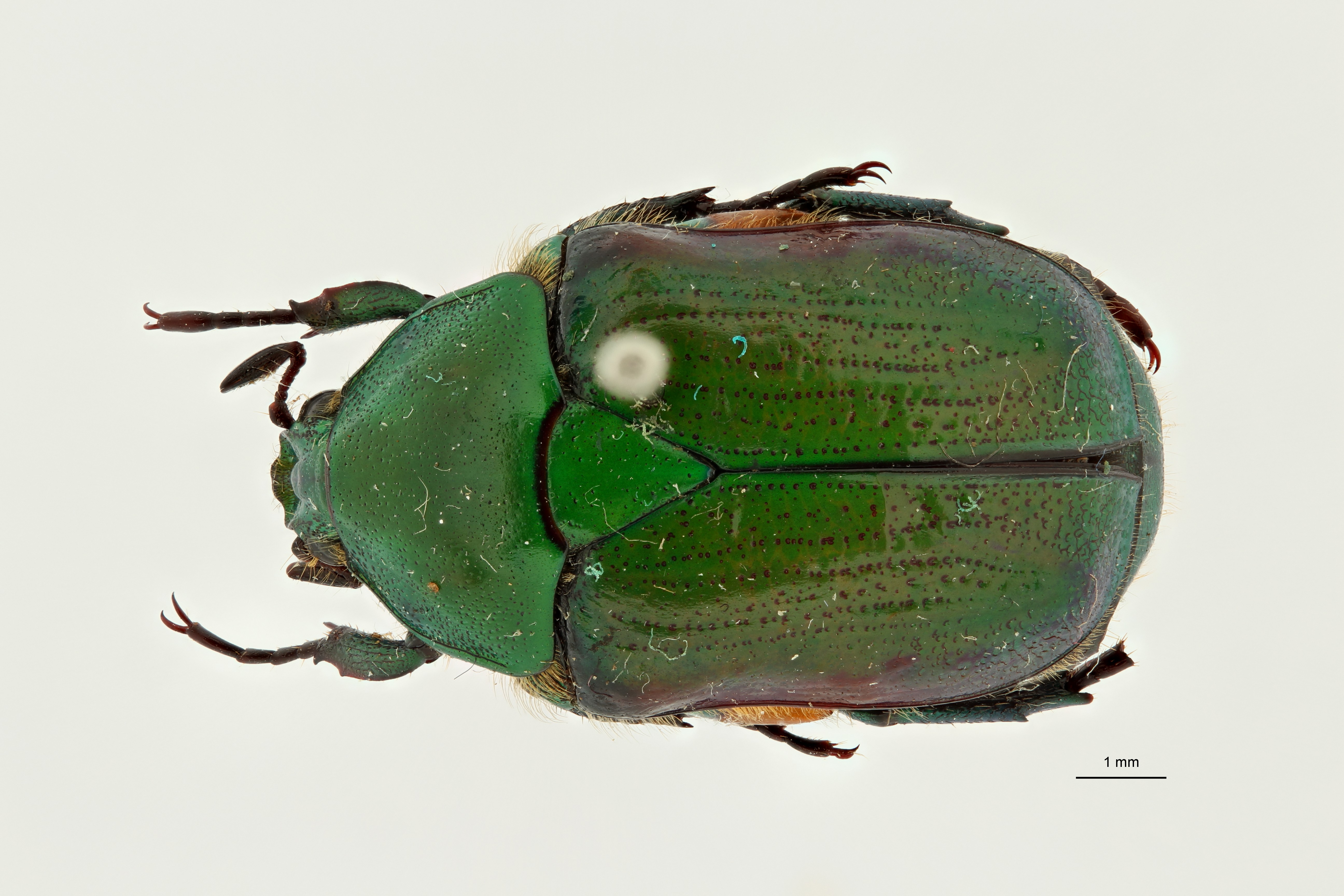 Heterorhina obesa subspecies meridionalis pt D ZS PMax Scaled.jpeg
