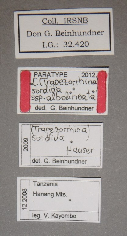 Lansbergia (Trapezorrhina) sordida albolineata pt 1 Lb.JPG