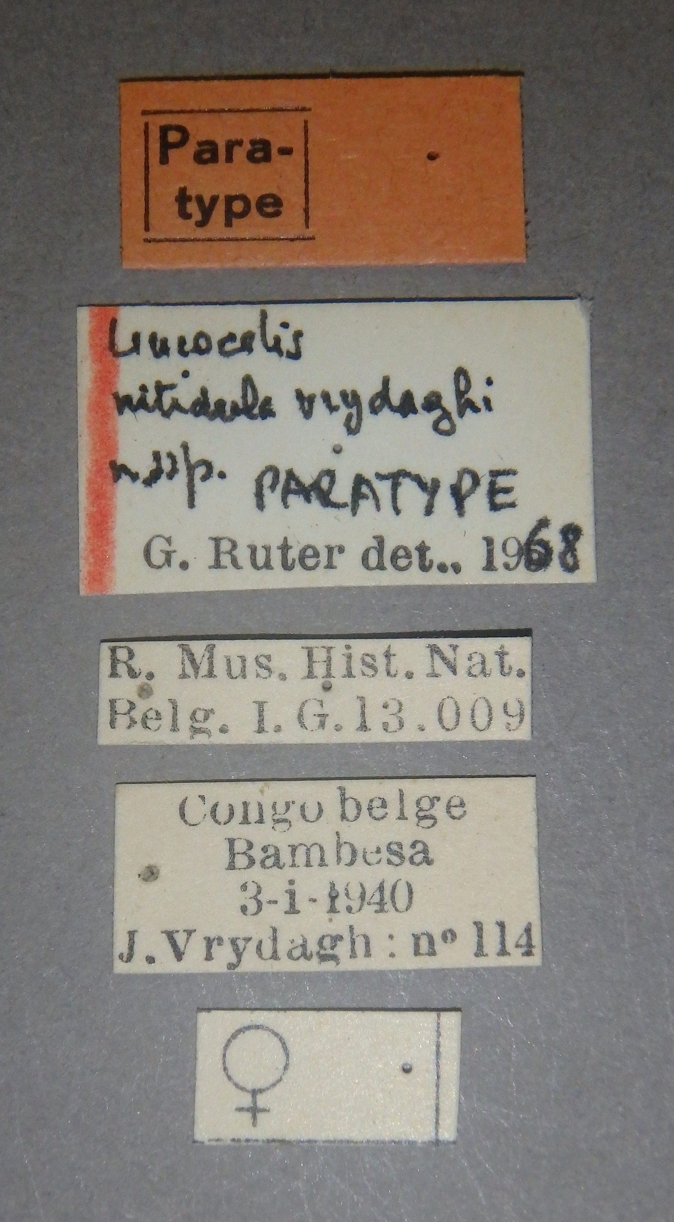 Leucocelis nitidula vrydaghi pt Lb.jpg