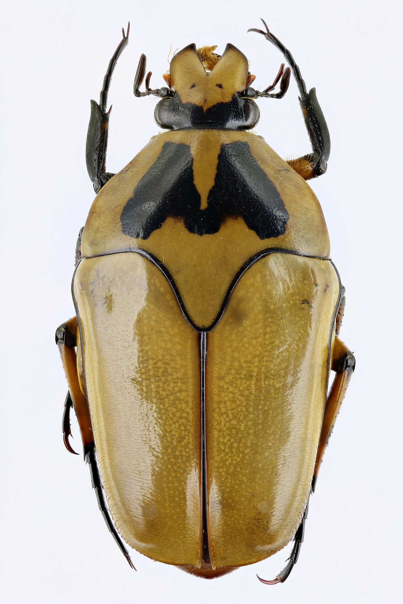 Lomaptera (Melanoptera) annae 11049zs61.jpg