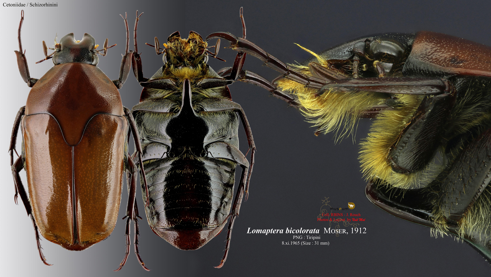 Lomaptera (Melanoptera) bicolorata.jpg