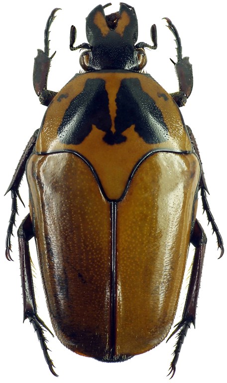 Lomaptera (Melanoptera) satanas 10927cz32.jpg