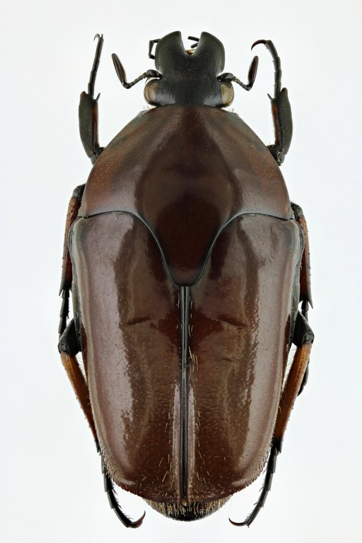 Lomaptera (Melanoptera) satanas 11006zs16.jpg