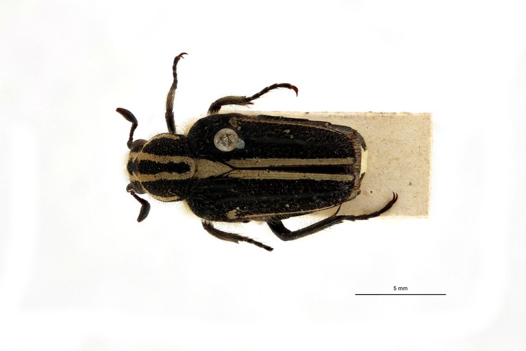 Macronota leopoldi t D.jpg Macronota leopoldi t D.jpg