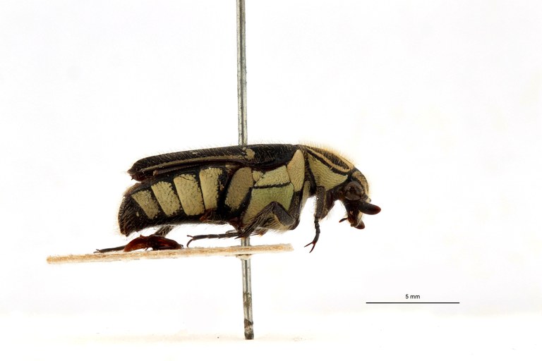 Macronota leopoldi t L.jpg Macronota leopoldi t L.jpg