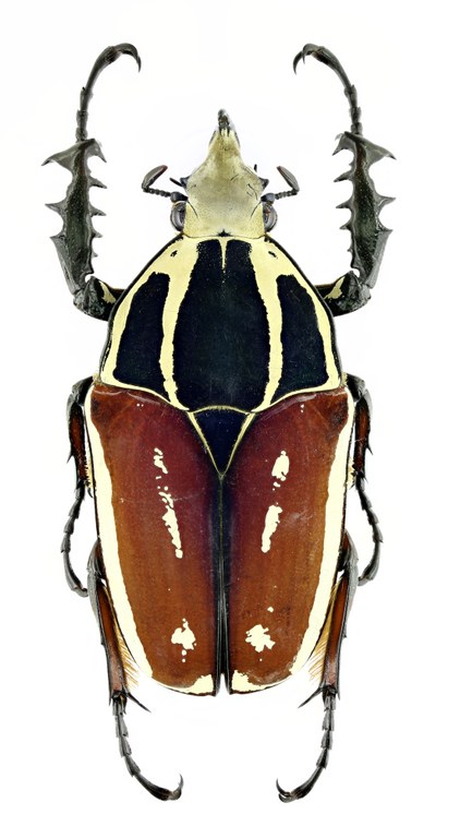 Mecynorhinella ugandensis 19621zs30.jpg
