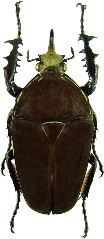 Mecynorhinella ugandensis 19844cz46.jpg