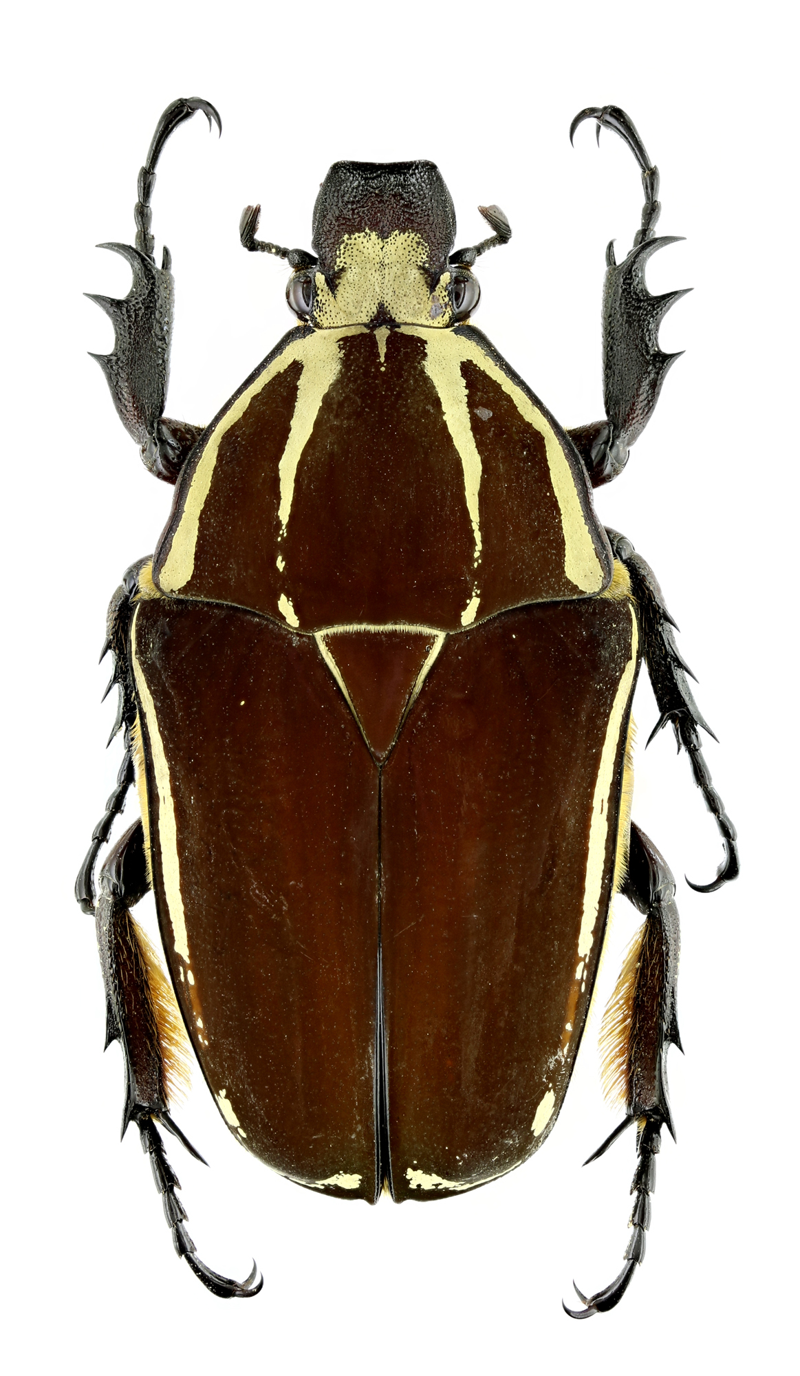 Mecynorhinella ugandensis 19611zs20.jpg