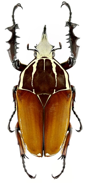 Mecynorhinella ugandensis 19592zs01.jpg