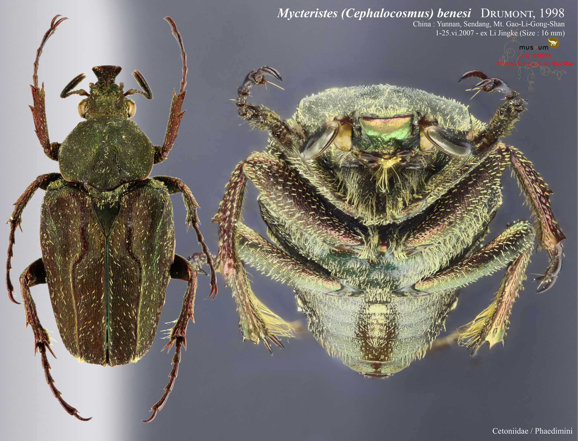 Mycteristes (Cephalocosmus) benesi.jpg