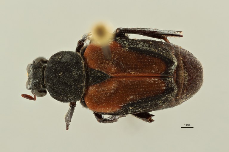 Praelinotarsia limbatipennis lt D ZS PMax Scaled.jpeg