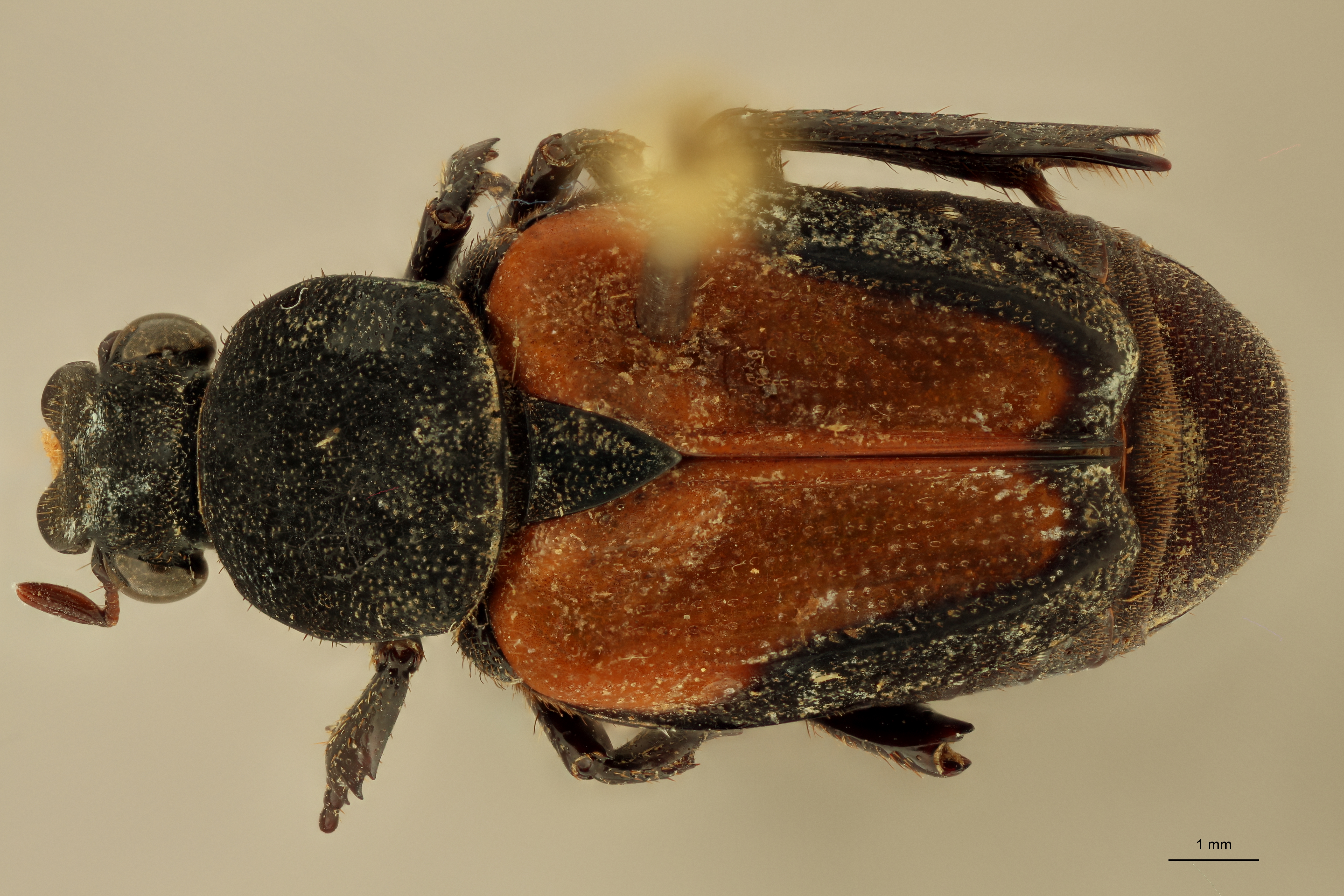 Praelinotarsia limbatipennis lt D ZS PMax.jpg